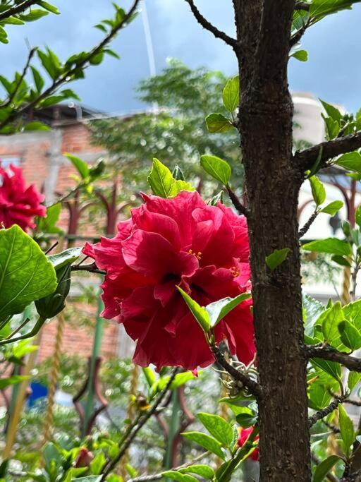 Olivos Habitacion Cuadruple تيكيسكيابان المظهر الخارجي الصورة